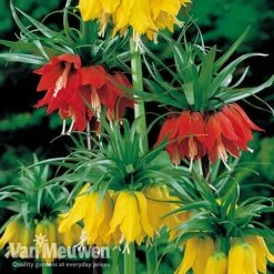 Fritillaria Imperialis 'Collection' -Bloomyard Flower Shop vfrit duo