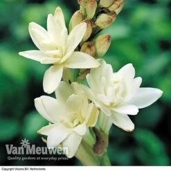 Bloomyard Flower Shop -Bloomyard Flower Shop visions