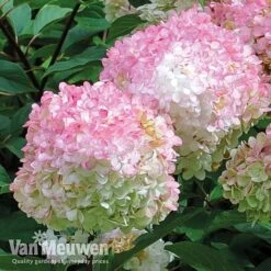 Hydrangea Paniculata 'Vanille Fraise' 13 Hydrangea Paniculata 'Vanille Fraise' -Bloomyard Flower Shop vmvan5