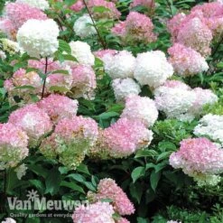 Hydrangea Paniculata 'Vanille Fraise' 14 Hydrangea Paniculata 'Vanille Fraise' -Bloomyard Flower Shop vmvan6