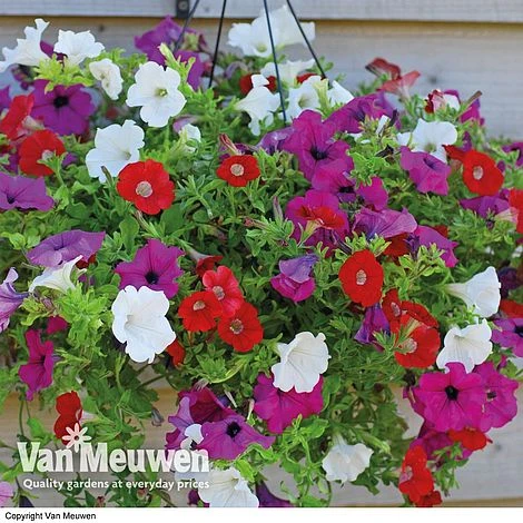 Petunia Surfinia® Collection 7 Petunia Surfinia® Collection - Image 7