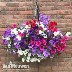 Petunia Surfinia® Collection 12 Petunia Surfinia® Collection -Bloomyard Flower Shop vsurf2