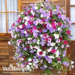 Petunia Surfinia® Collection 13 Petunia Surfinia® Collection -Bloomyard Flower Shop vsurf3