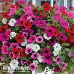 Petunia Surfinia® Collection 15 Petunia Surfinia® Collection -Bloomyard Flower Shop vsurf5