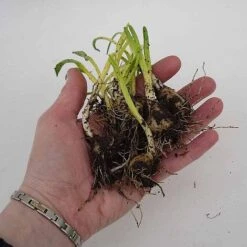 English Bluebells -Bloomyard Flower Shop z BLUE P7146 C h