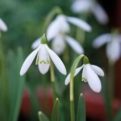 Snowdrops In The Green -Bloomyard Flower Shop z GALA NIVALIS T00739