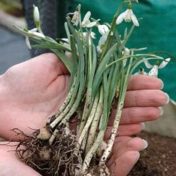 Snowdrops In The Green -Bloomyard Flower Shop z SNOW P88372 B h