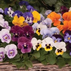 Viola 'Autumn Jewels Mixed' (Garden Ready) 6 Viola 'Autumn Jewels Mixed' (Garden Ready) -Bloomyard Flower Shop z VIOL T62669 A h