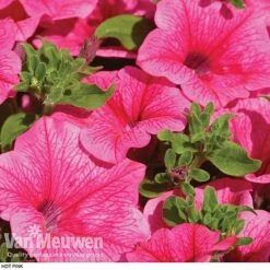 Petunia 'Surfinia' Pre-Planted Basket -Bloomyard Flower Shop z pet2