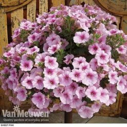 Petunia 'Surfinia' Pre-Planted Basket -Bloomyard Flower Shop z pet3
