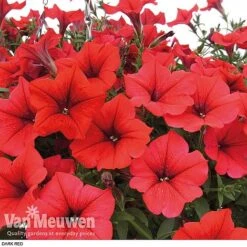 Petunia 'Surfinia' Pre-Planted Basket -Bloomyard Flower Shop z pet4