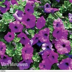 Petunia 'Surfinia' Pre-Planted Basket -Bloomyard Flower Shop z pet5