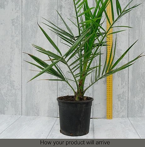 Phoenix Palm 2 Phoenix Palm - Image 2