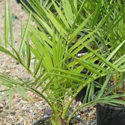 Phoenix Palm 5 Phoenix Palm -Bloomyard Flower Shop z phoenix palm2