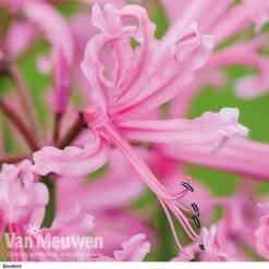 Nerine Bowdenii Collection -Bloomyard Flower Shop z pink