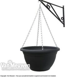 Viola (Ice Babies) 'Teardrops Mixed' (Pre-planted Hanging Basket) 5 Viola (Ice Babies) 'Teardrops Mixed' (Pre-planted Hanging Basket) -Bloomyard Flower Shop z vm pre plantedbasket