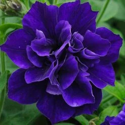 Petunia 'Frills & Spills™ Mixed' -Bloomyard Flower Shop z z PETU P95739 A h