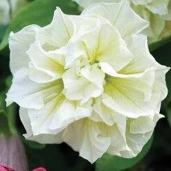 Petunia 'Frills & Spills™ Mixed' -Bloomyard Flower Shop z z PETU T16421 A h
