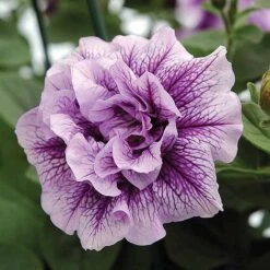 Petunia 'Frills & Spills™ Mixed' -Bloomyard Flower Shop z z PETU T16422 A h