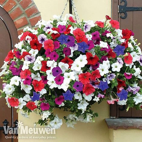 Petunia Surfinia® Collection 1 Petunia Surfinia® Collection