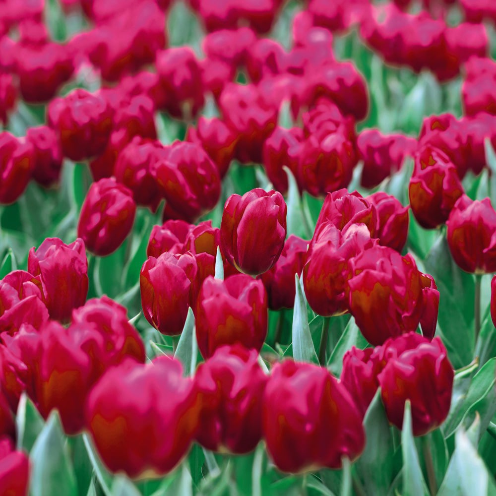 Bloomyard Flower Shop -Bloomyard Flower Shop KC1253 KC1254