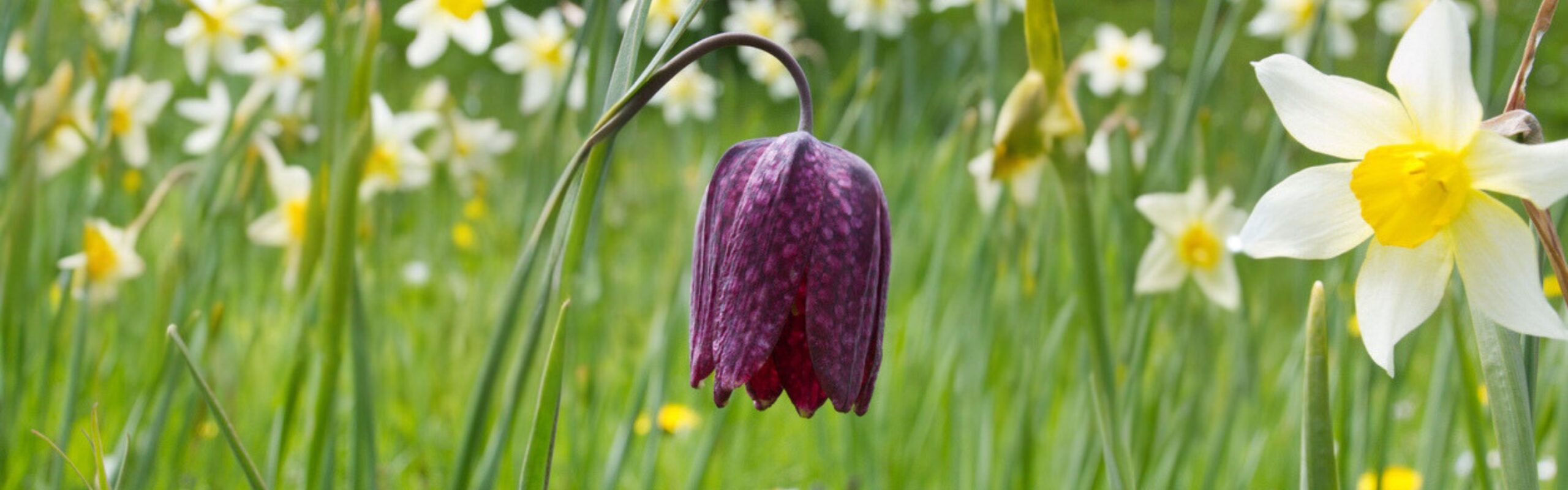 Bloomyard Flower Shop -Bloomyard Flower Shop Website hero uk native bulbs scaled