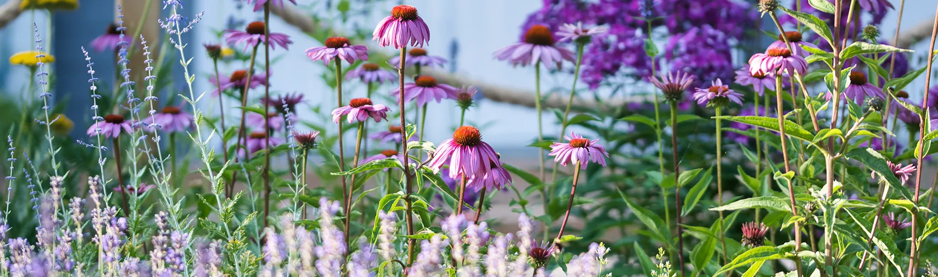 Bloomyard Flower Shop -Bloomyard Flower Shop ami perennials cat banner desktop 1